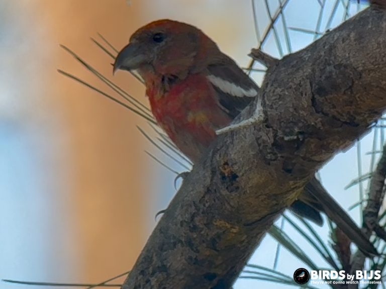 Hispanolian Crossbill