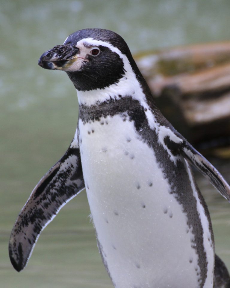 Humboldt Penguin