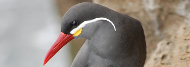 Inca Tern