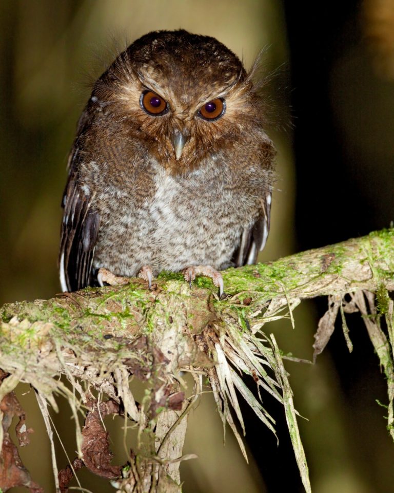 Long-whiskered Owlet