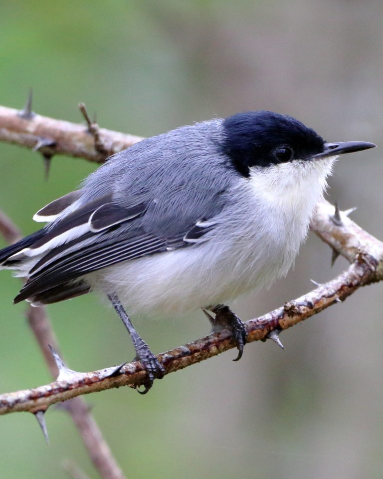 Maranon Gnatcatcher