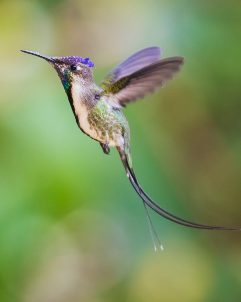 Marvelous Spatuletail