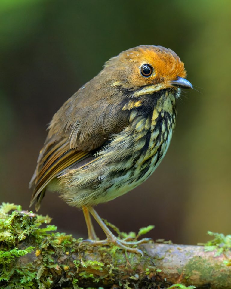 Ochre-fronted Antpitta