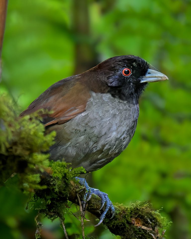 Pale-billed Antpitta