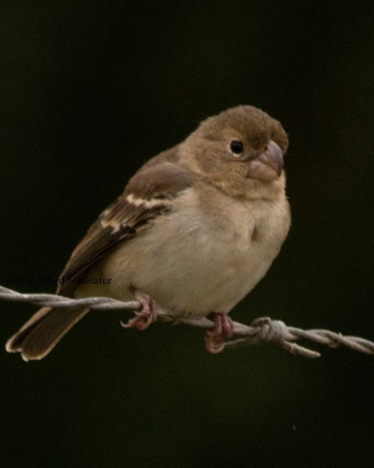 Parrot-billed Seedeater