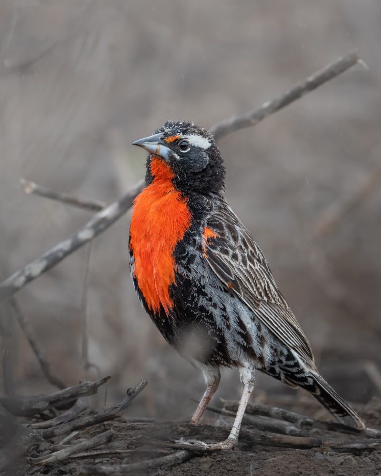 Peruvian Meadowlark