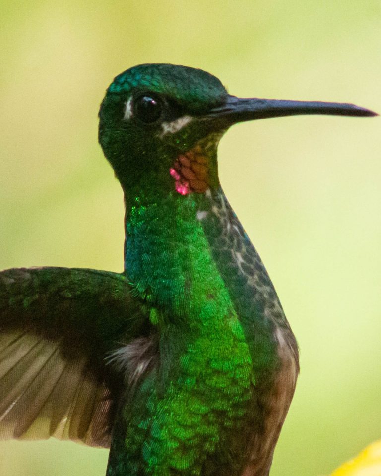 Pink-throated Brilliant