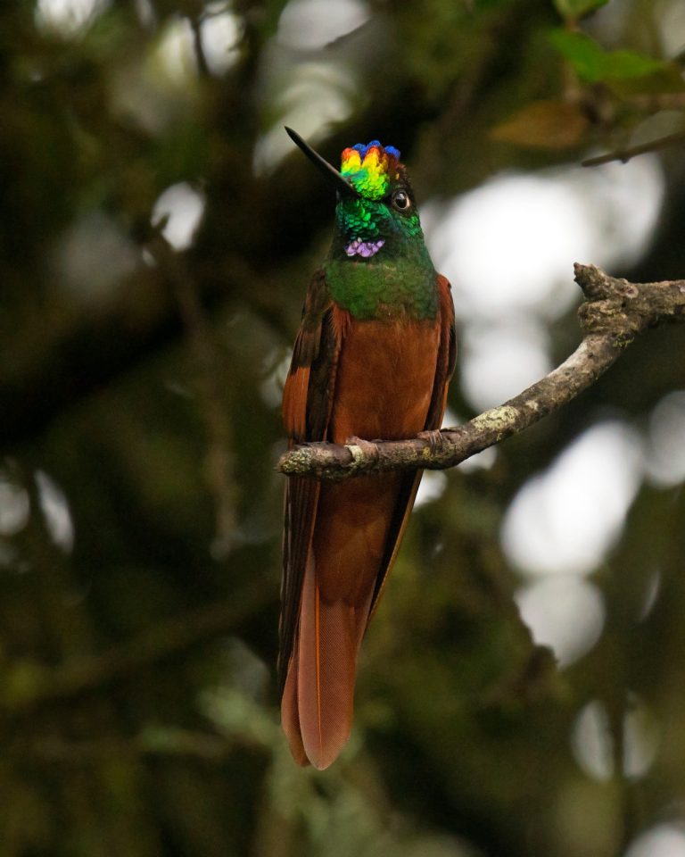 Rainbow Starfrontlet