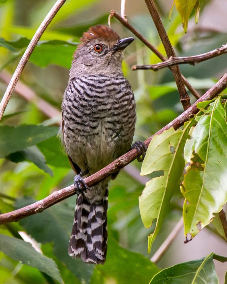 Rufous-capped Antshrike