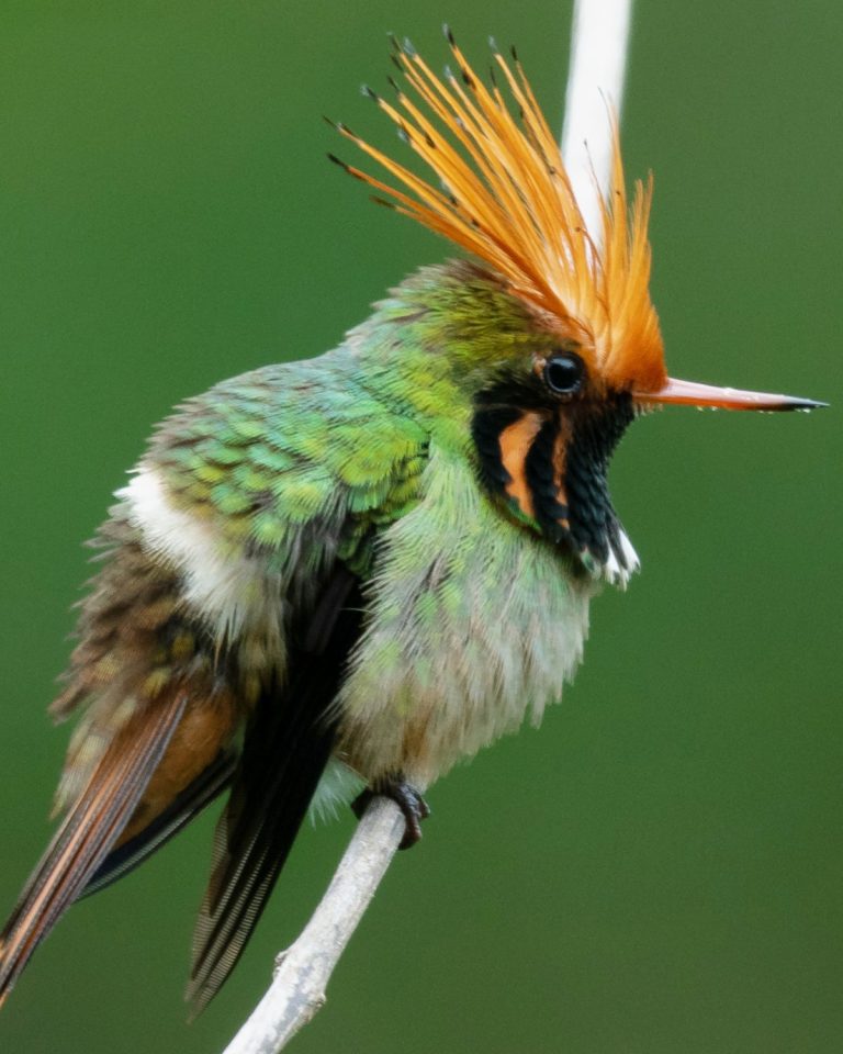 Rufous-crested Coquette