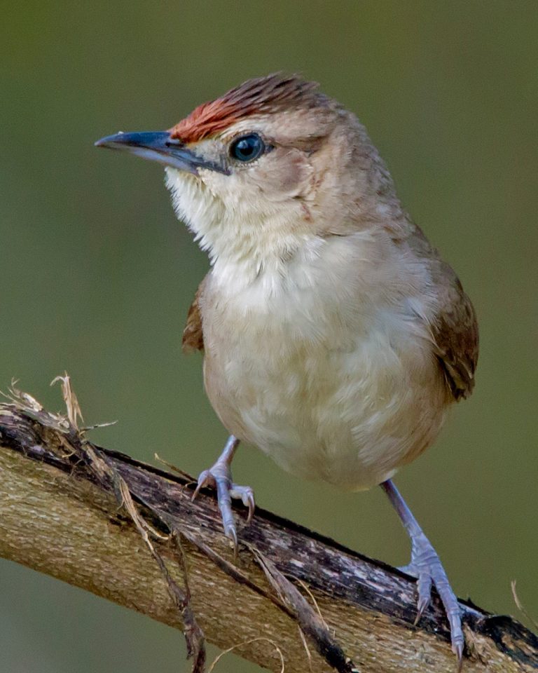 Rufous-fronted Thornbill