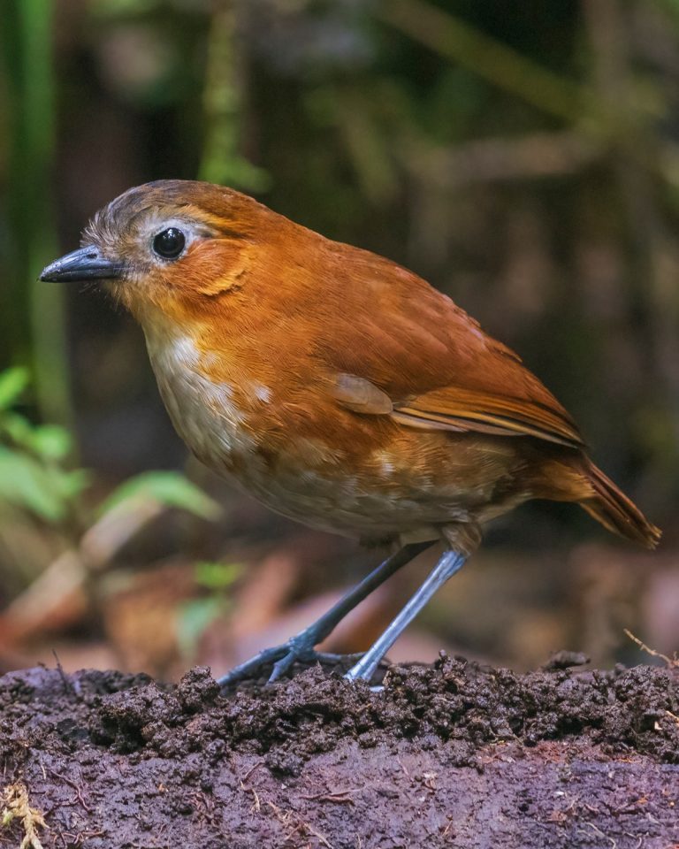 Rufous-tinged Antpitta