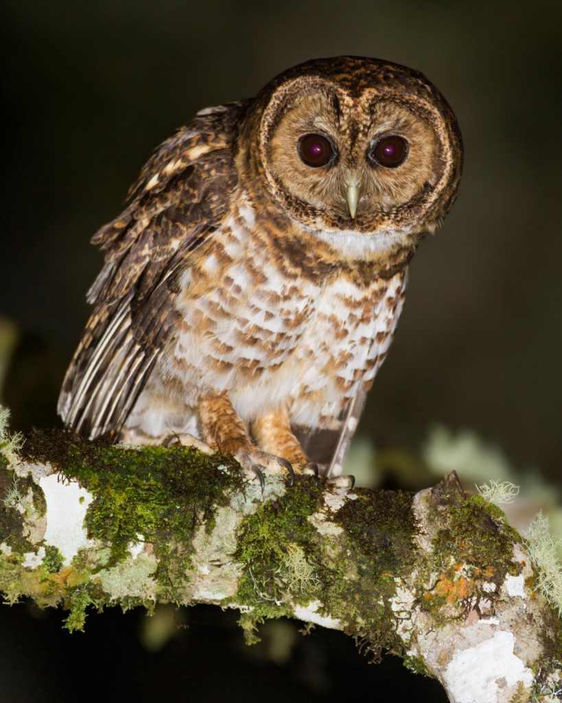 Rusty-barred Owl