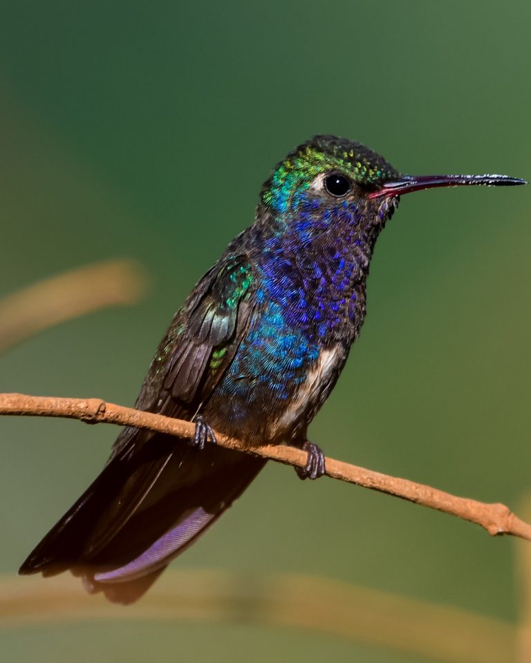 Sapphire-spangled Emerald