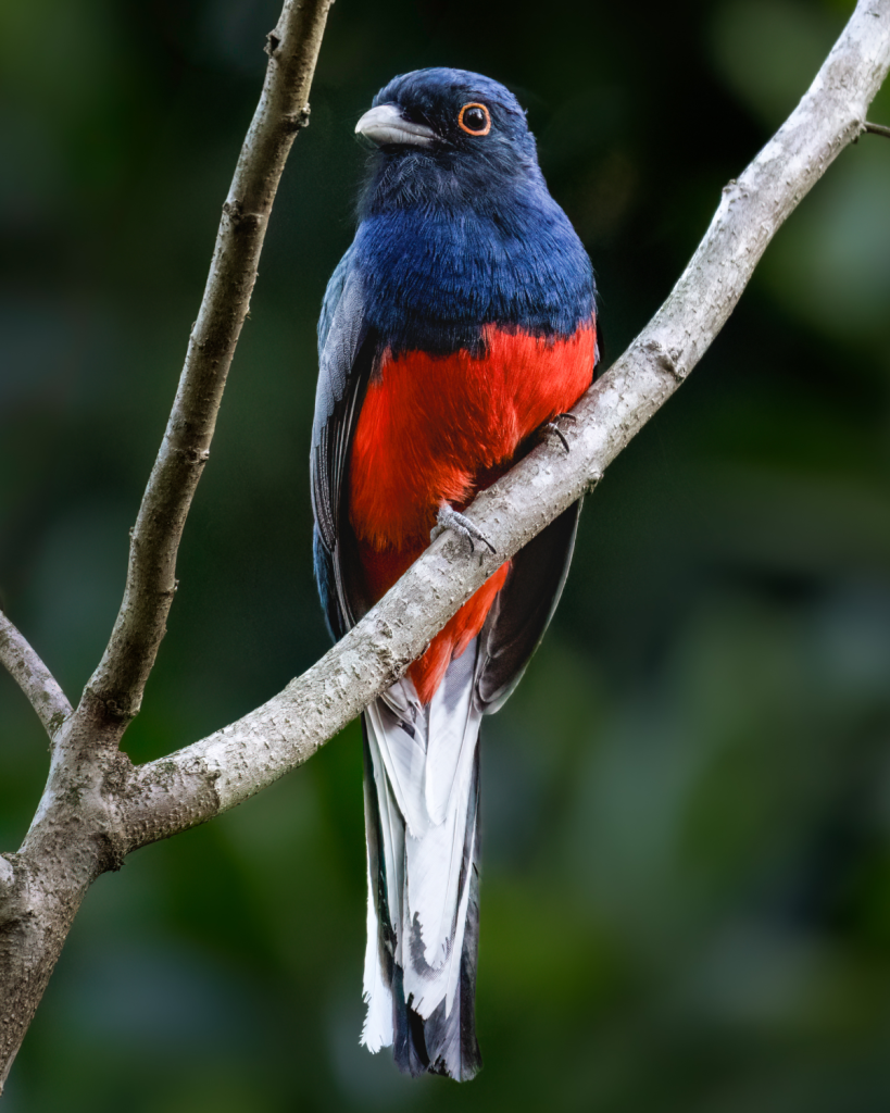 Surucua Trogon