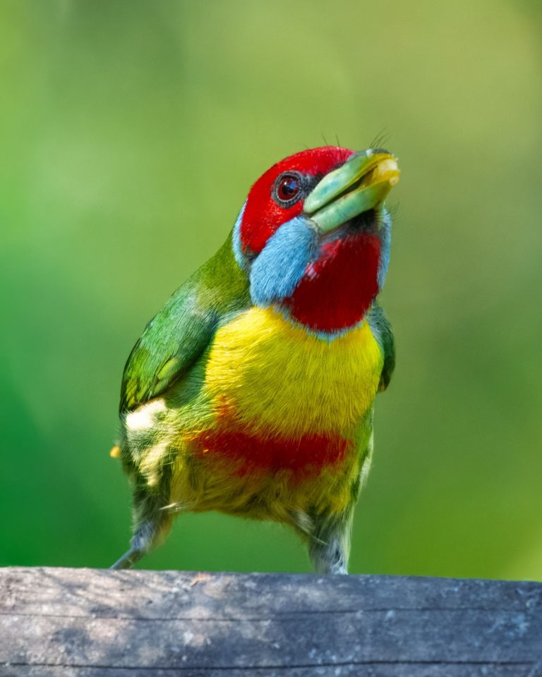 Versicolored Barbet