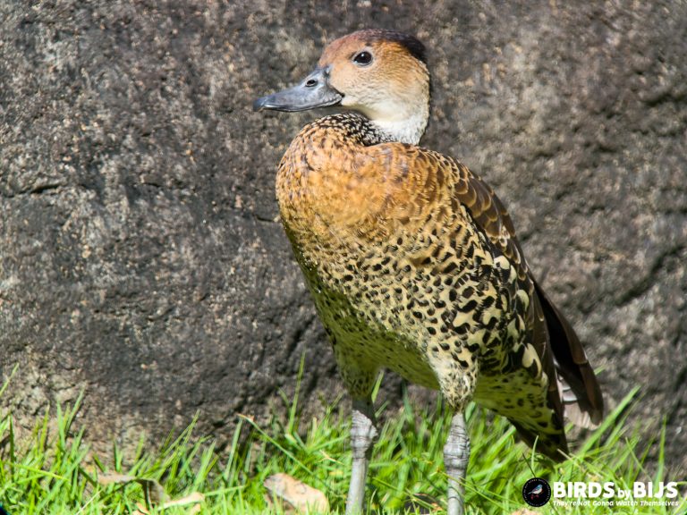 West-Indian Whislting Duck