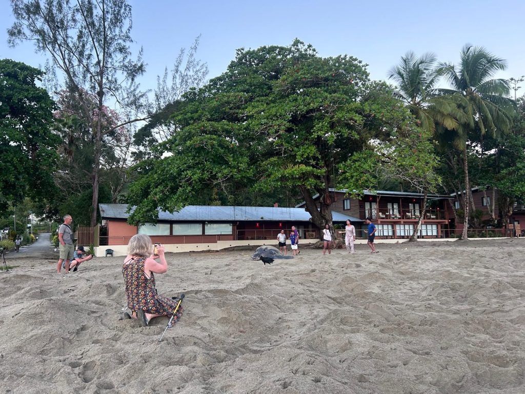 Turtle watching In Grande Riviere