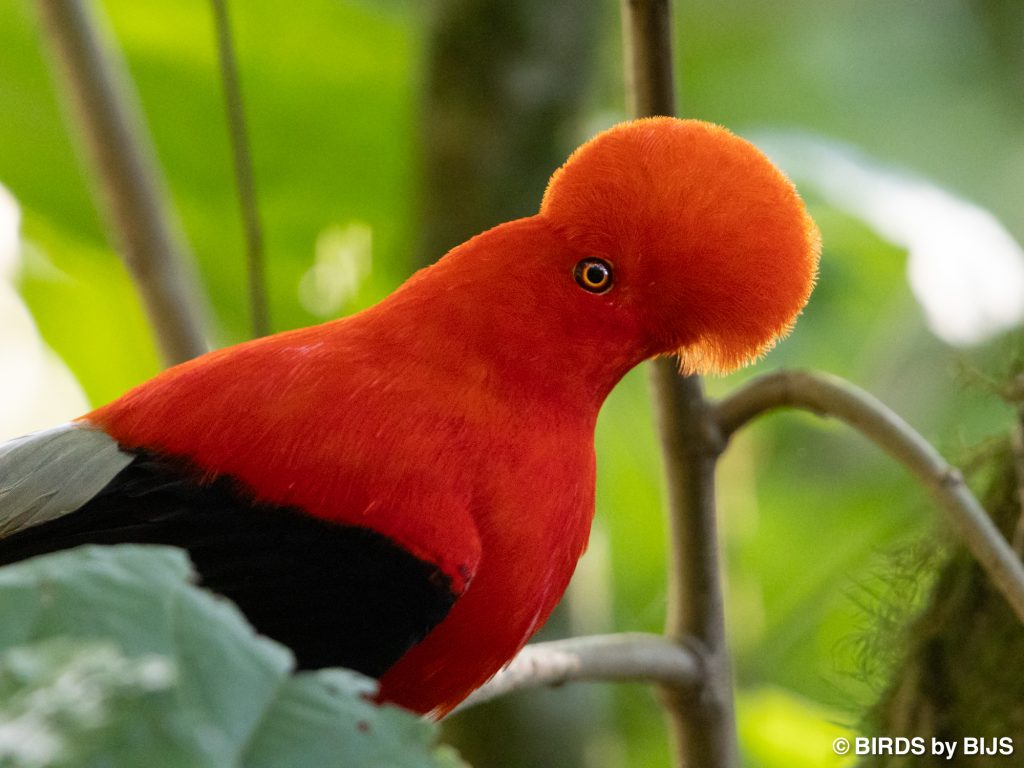 Andean Cock-of-the-rock